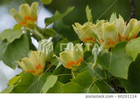 Tulip flowers 60201114