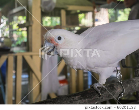 parrots,white parrots in farm. white macaw parrot 60201158