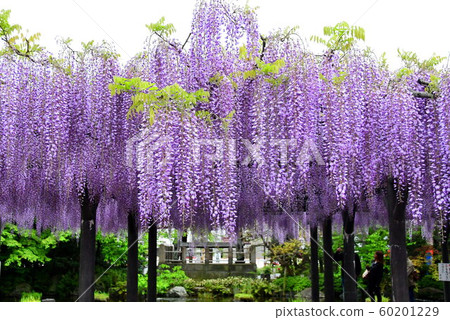 Wisteria trellis Wisteria trellis 60201229