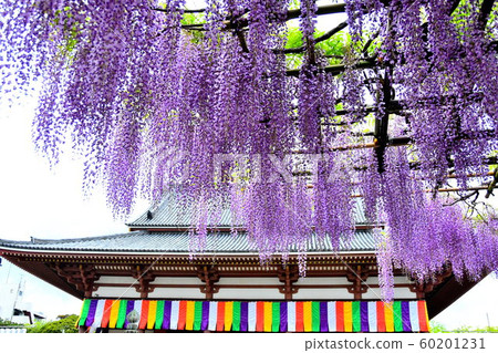 Nishiarai Daisuke的紫藤 Nishiarai Daisuke的紫藤 60201231