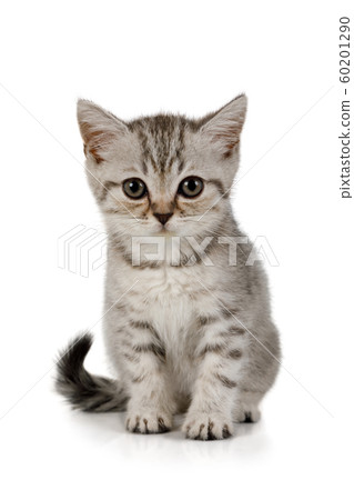 Cute little grey kitten sitting on white Cute little grey kitten sitting on white 60201290