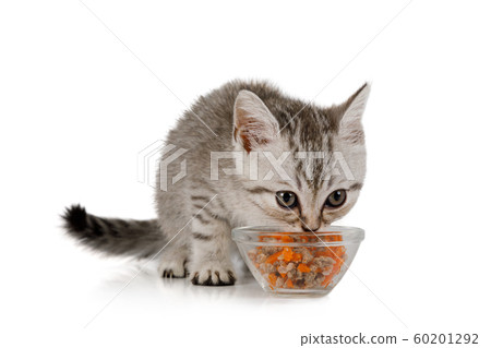 Cute little grey kitten eating food from cat bowl 60201292