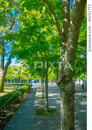 綠色隧道新鮮綠色隧道 60201753