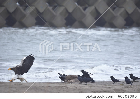 Steller's sea eagle and crows (Hokkaido) Steller's sea eagle and crows (Hokkaido) 60202099