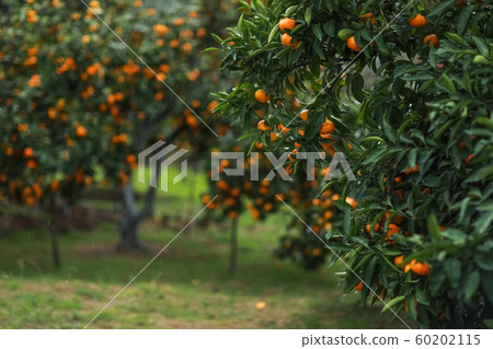Garden with tangerine trees during harvest Garden with tangerine trees during harvest 60202115