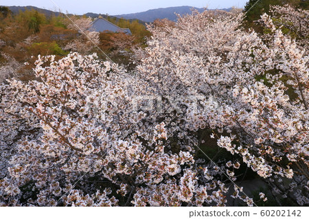 Kyoto Shogunzuka Sakura Kyoto Shogunzuka Sakura 60202142