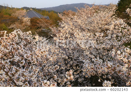 京都將軍櫻 京都將軍櫻 60202143