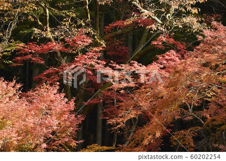 [Kyoto Prefecture] Autumn colors of Kurama 60202254