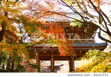 Autumn leaves of Kōsanji 60202555