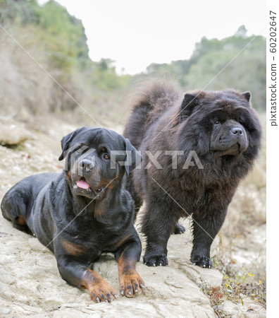 rottweiler and chow chow rottweiler and chow chow 60202647
