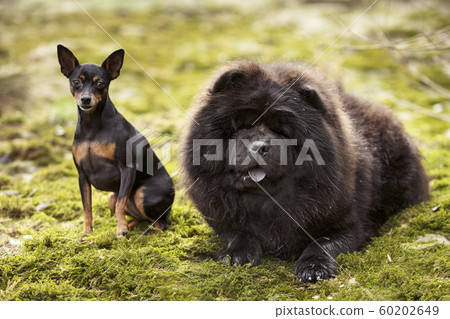 dogs in nature 60202649