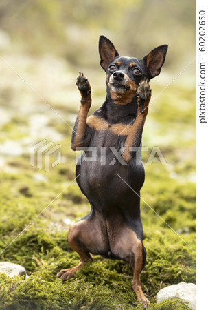 miniature pinscher in nature 60202650