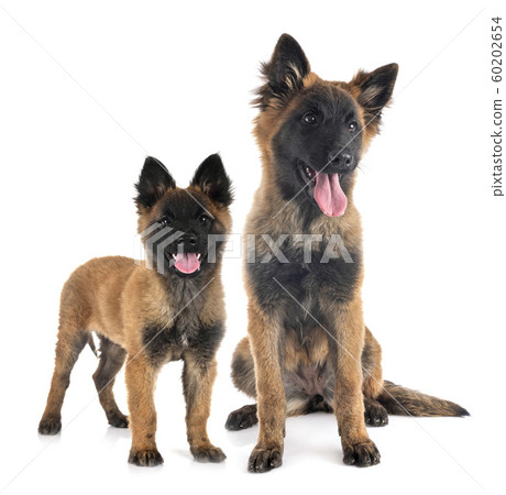 puppies tervueren in studio puppies tervueren in studio 60202654