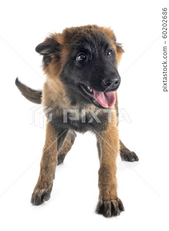puppy tervueren in studio puppy tervueren in studio 60202686