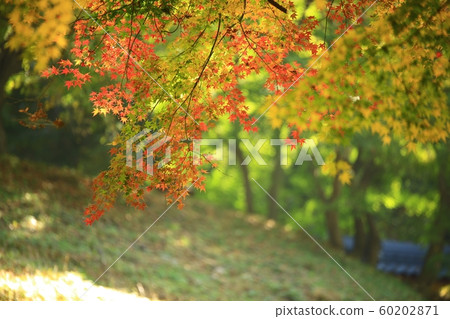 秋天的風景秋天的景色 60202871