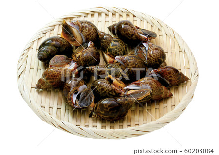 Black shellfish 01 (with pass) Black shellfish 01 (with pass) 60203084