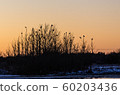 Group with crows in trees by sunset 60203436
