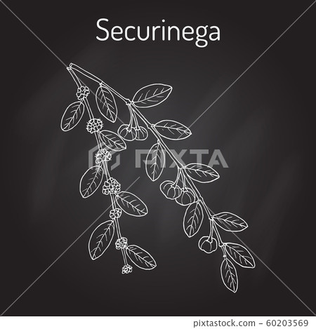 Securinega Flueggea suffruticosa , medicinal plant Securinega Flueggea suffruticosa , medicinal plant 60203569