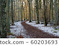 Footpath in the first snow in a nature reserve by 60203693