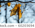 The last wrinkled Beech leaves 60203694