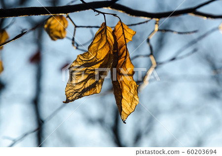 The last wrinkled Beech leaves 60203694