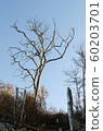 Dead tree by a blue sky 60203701