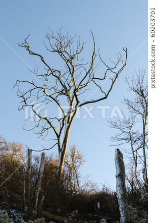 Dead tree by a blue sky 60203701