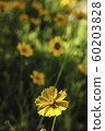 春季配花 60203828