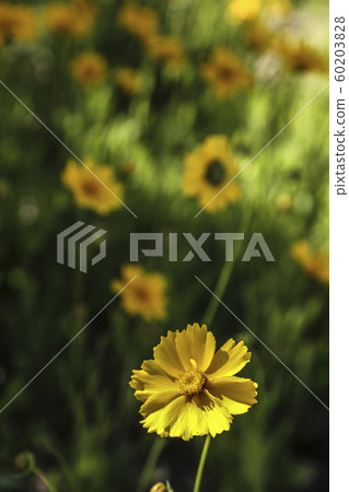 春季配花 春季配花 60203828