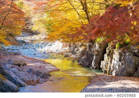 在Oshie谷的秋葉 60203988