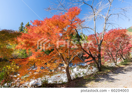 在Oshie谷的秋葉 在Oshie谷的秋葉 60204003