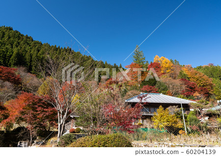 Autumn leaves in the Oshie Valley 60204139