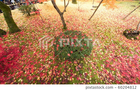 Kyoto Higashiyama Autumn leaves Eikan-do Honen-in Kiyomizu-dera Kodaiji Nanzen-ji 60204812