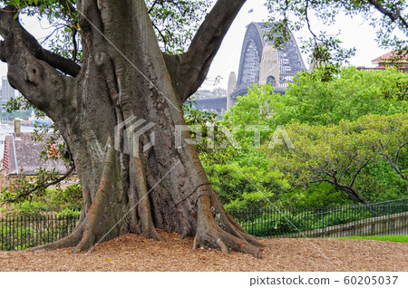 Moreton Bay Fig tree - Sydney Moreton Bay Fig tree - Sydney 60205037