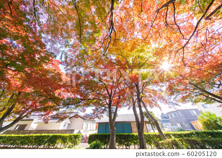 Autumn leaves of Oyama approaching 60205120