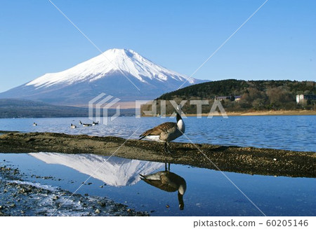 富士山和野鳥的紀念照 富士山和野鳥的紀念照 60205146
