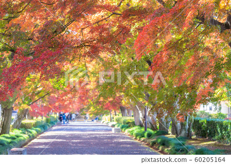 Autumn leaves of Oyama approaching Autumn leaves of Oyama approaching 60205164
