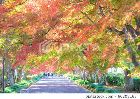 Autumn leaves of Oyama approaching 60205165