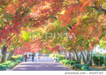 Oyama接近的秋葉 Oyama接近的秋葉 60205167