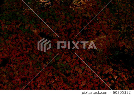 Autumn leaves stained red Autumn leaves stained red 60205352