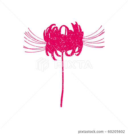 Hand drawn spider lily silhouette on whit 60205602