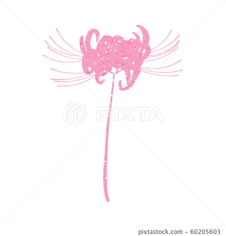 Hand drawn spider lily silhouette on whit 60205603