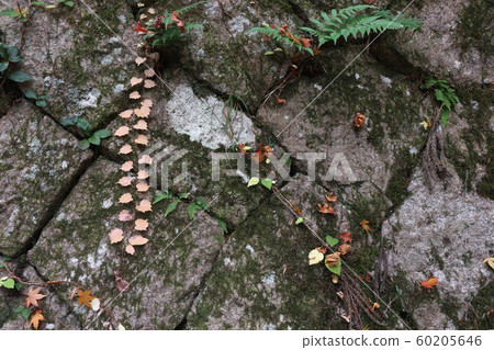 Stone wall with autumn leaves Stone wall with autumn leaves 60205646