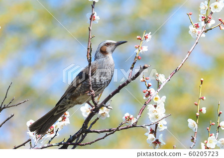 Brown ears and plum blossoms 60205723