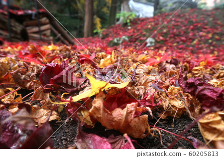 地面染成紅色,帶秋葉 地面染成紅色,帶秋葉 60205813