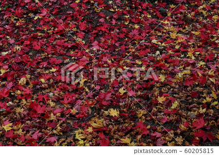 地面染成紅色,帶秋葉 地面染成紅色,帶秋葉 60205815