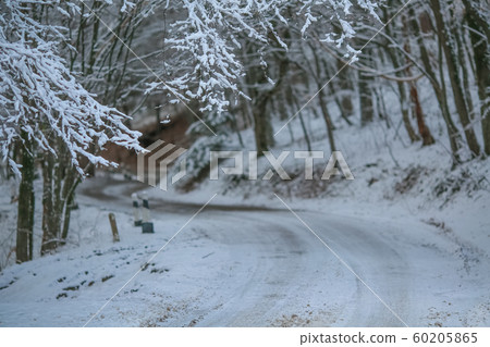 Mountain snow covered road with forest covered with snow 60205865
