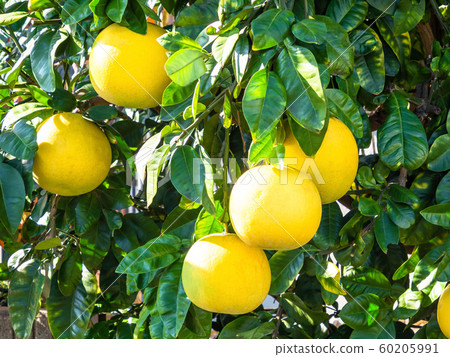 晚白米飯 晚白米飯 60205991