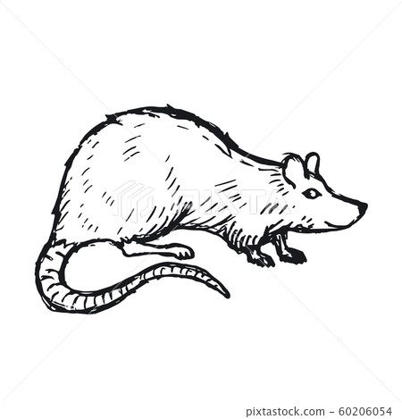 Rat or Mouse Hand Drawn on white background. Vector Rat or Mouse Hand Drawn on white background. Vector 60206054
