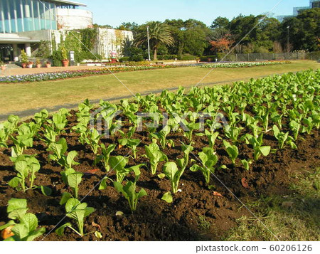 在三洋美狄亞花卉博物館前院種植的油菜幼苗 60206126